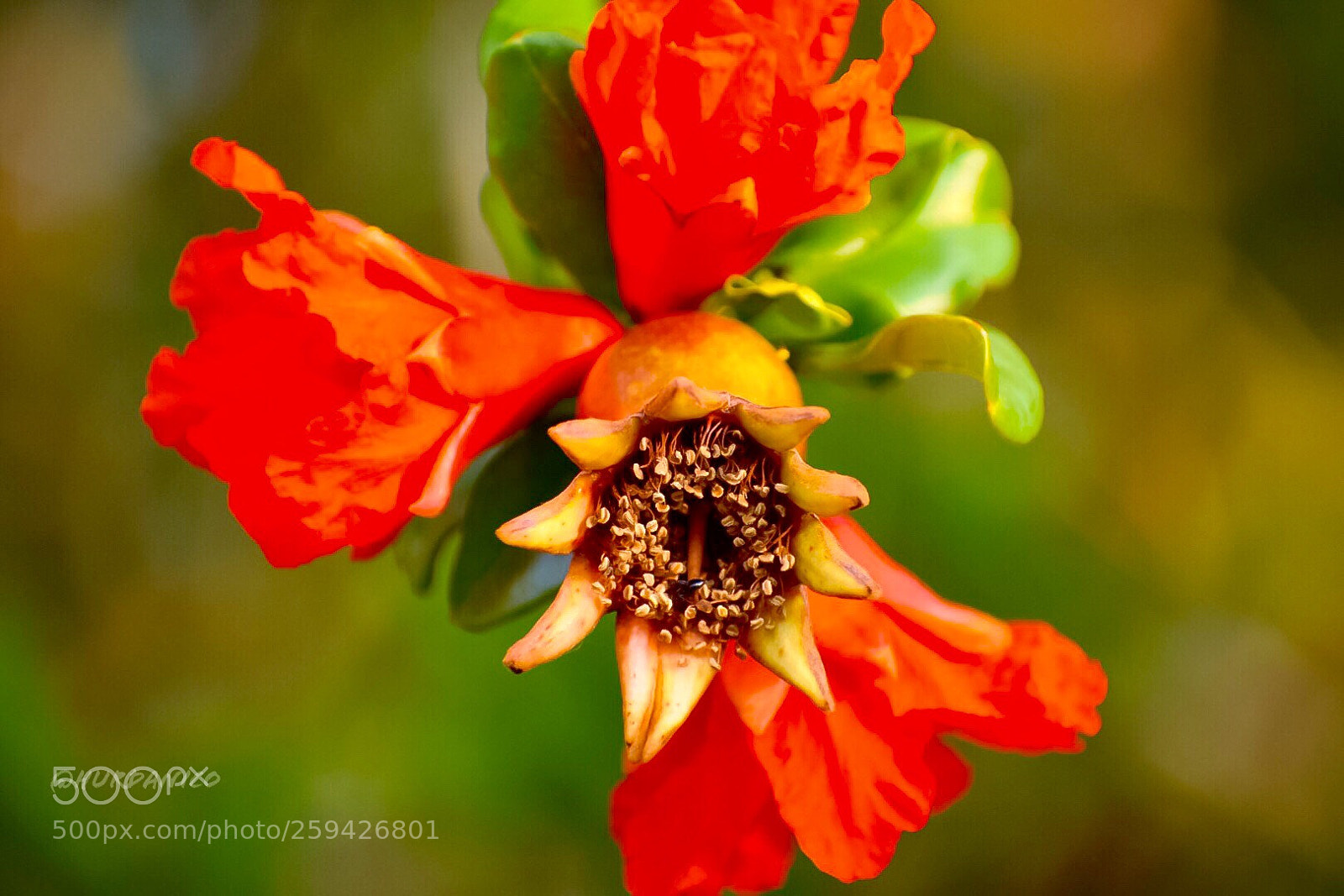 Nikon D5300 sample photo. Spring time photography