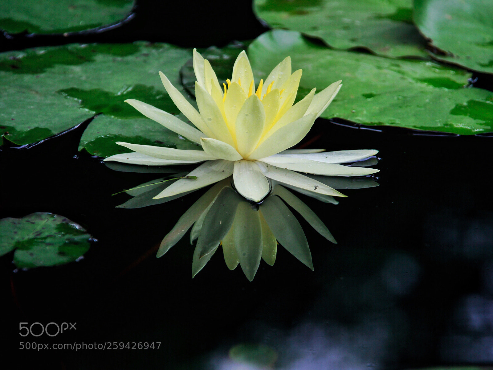Canon EOS 50D sample photo. Reflection photography