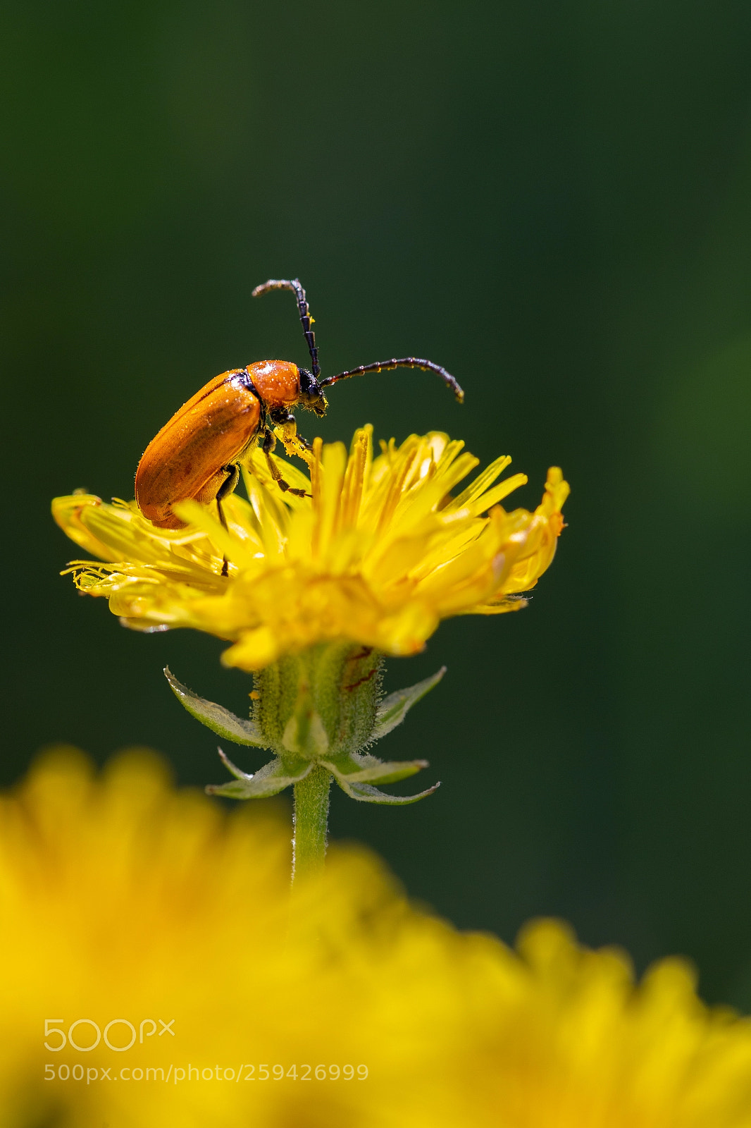 Canon EOS 6D sample photo. Orange beetle  210518-3742 photography