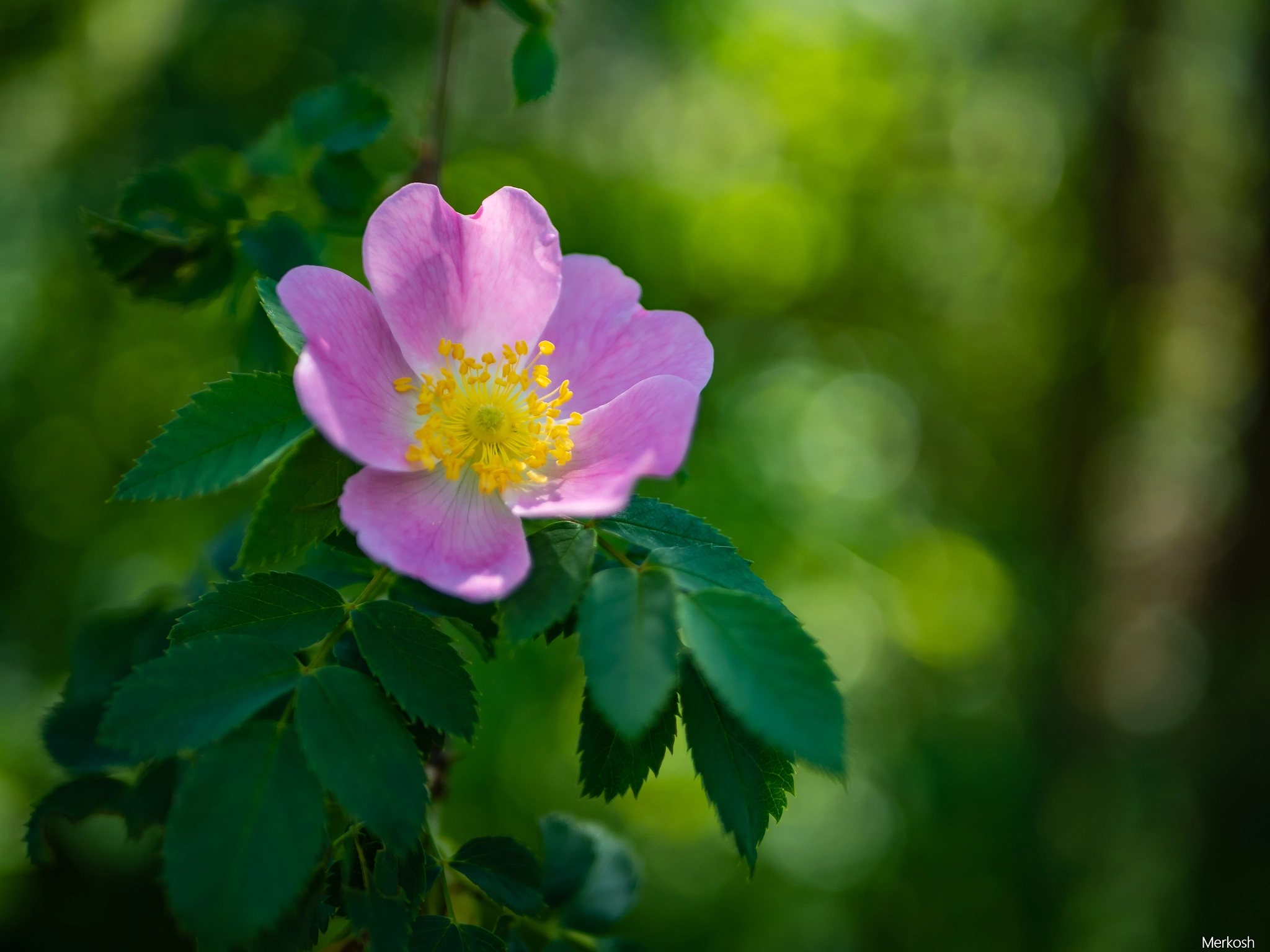 Olympus PEN E-PL8 sample photo. Blu-men-gruss photography
