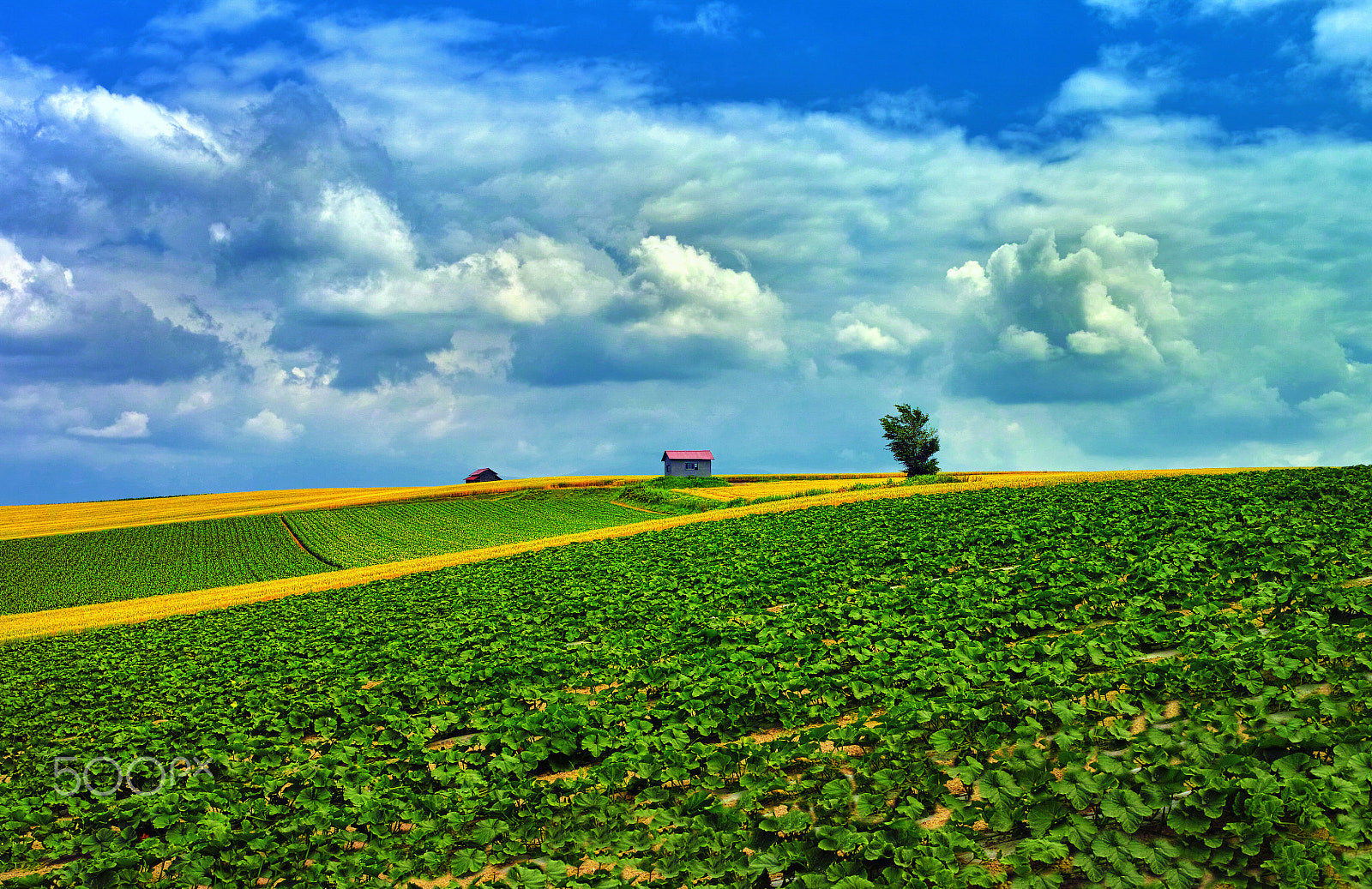 Sigma DP2 Merrill sample photo. Beautiful fields photography