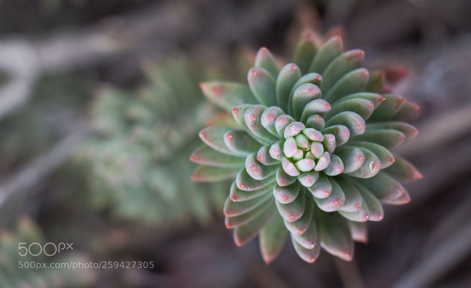 Canon EOS 700D (EOS Rebel T5i / EOS Kiss X7i) sample photo. Natural geometry  photography