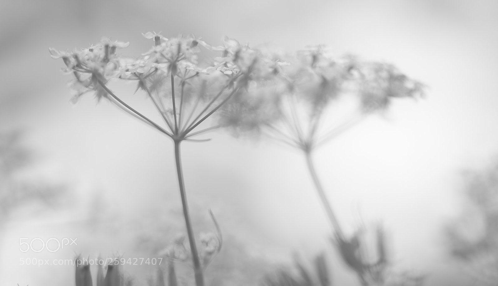 Nikon D750 sample photo. Cow parsley photography