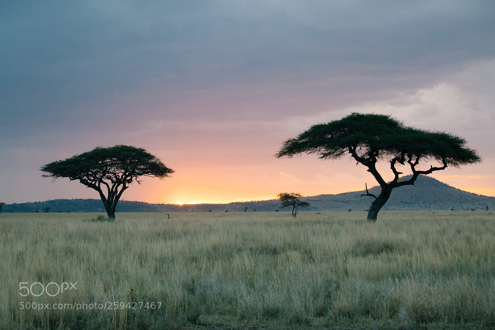 Canon EOS 5D Mark IV sample photo. Serengeti sunset photography