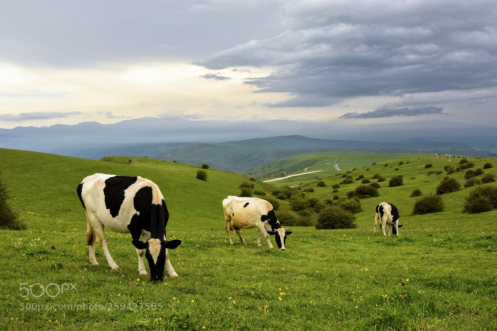 Nikon D7200 sample photo. Grazing  photography