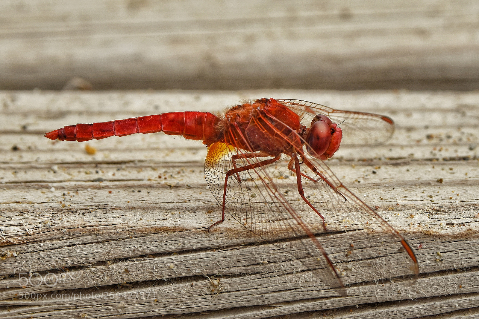 Nikon D7200 sample photo. Orange dragonfly photography