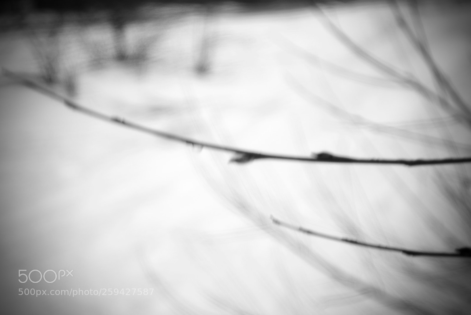 Nikon D3000 sample photo. Buds photography