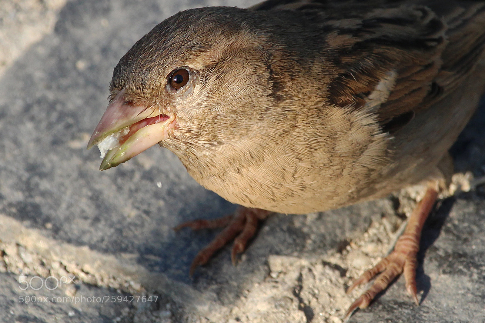 Canon EOS 600D (Rebel EOS T3i / EOS Kiss X5) sample photo. Too close photography