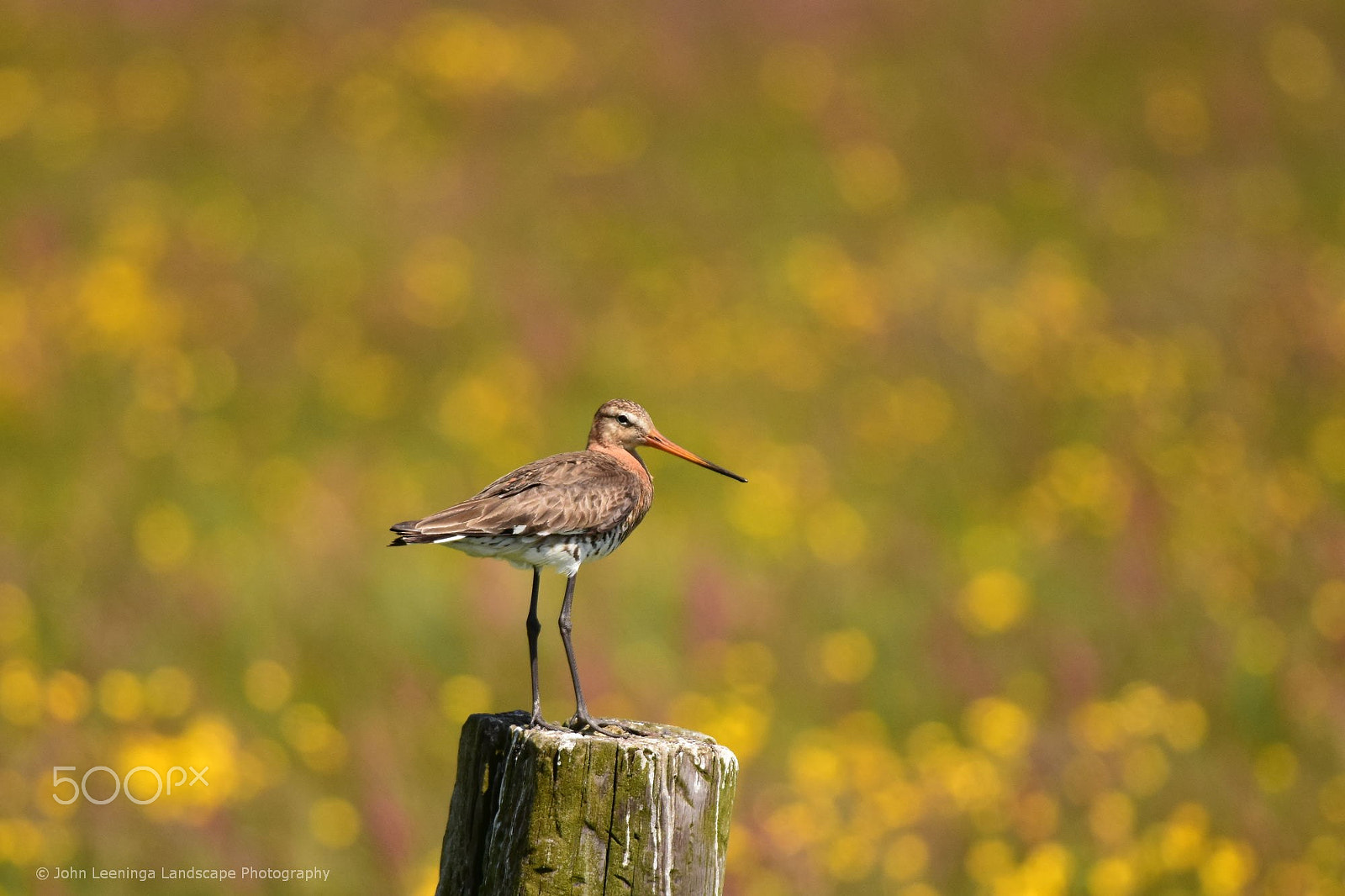 Sigma 150-600mm F5-6.3 DG OS HSM | S sample photo. Godwit on the lookout photography