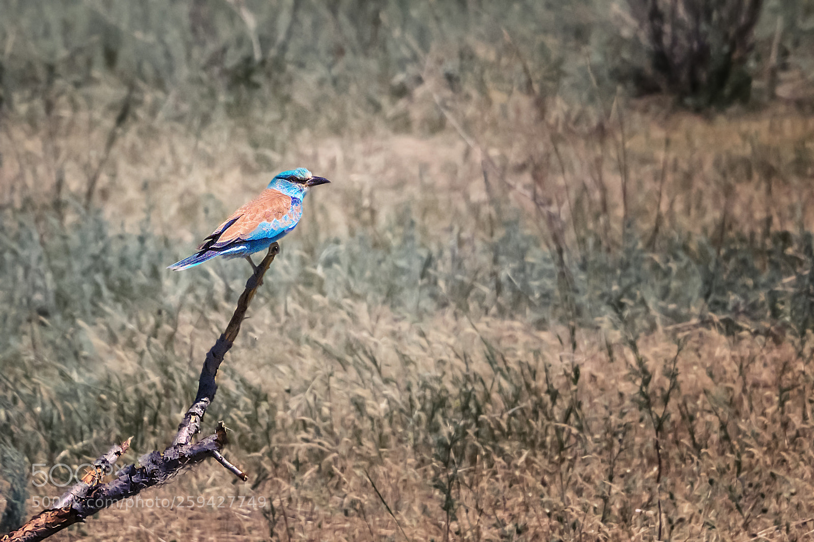 Nikon D5300 sample photo. Coracias garrulus/Сизоворонка photography