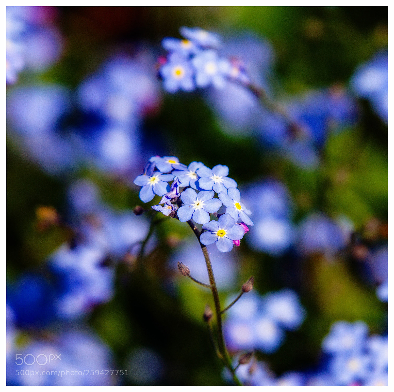 Canon EOS 7D sample photo. Blue flower photography