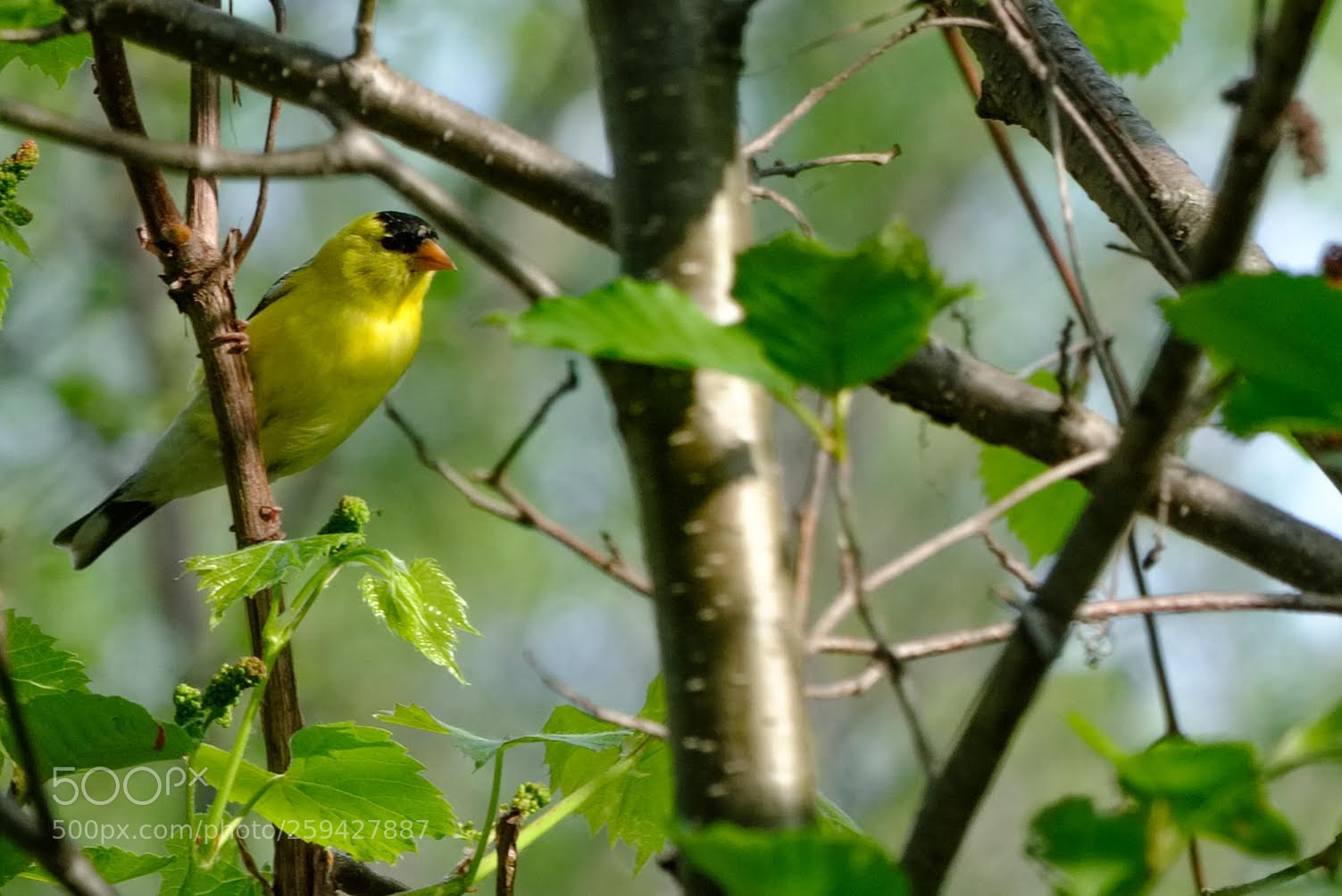 Fujifilm X-T2 sample photo. Yellow bird photography