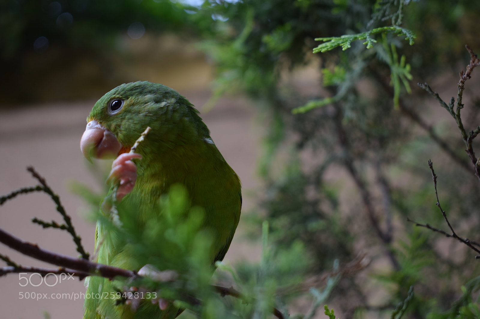 Nikon D5300 sample photo. ¡chipilín! photography