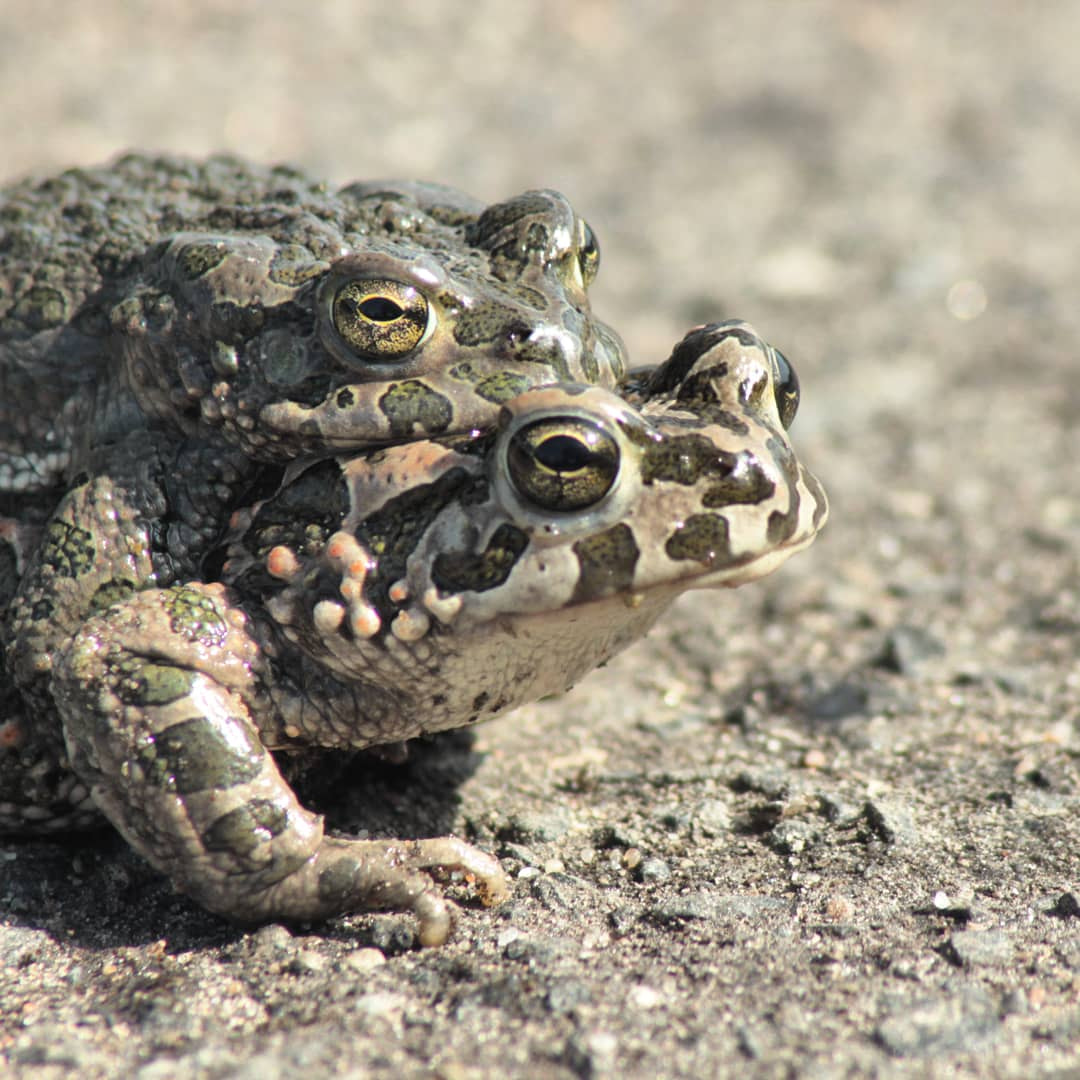 Amplexus