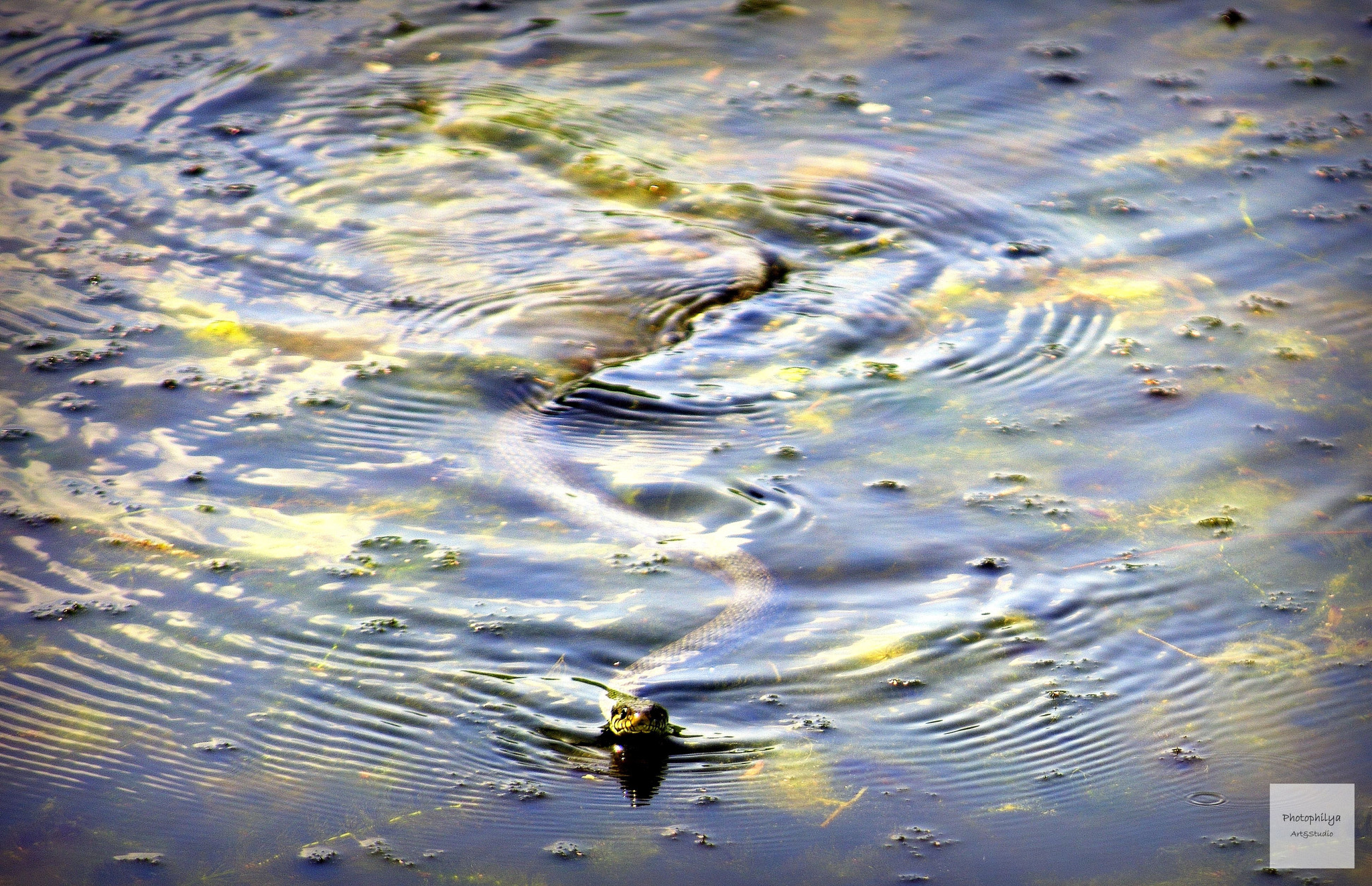 Nikon D7200 sample photo. The snake photography