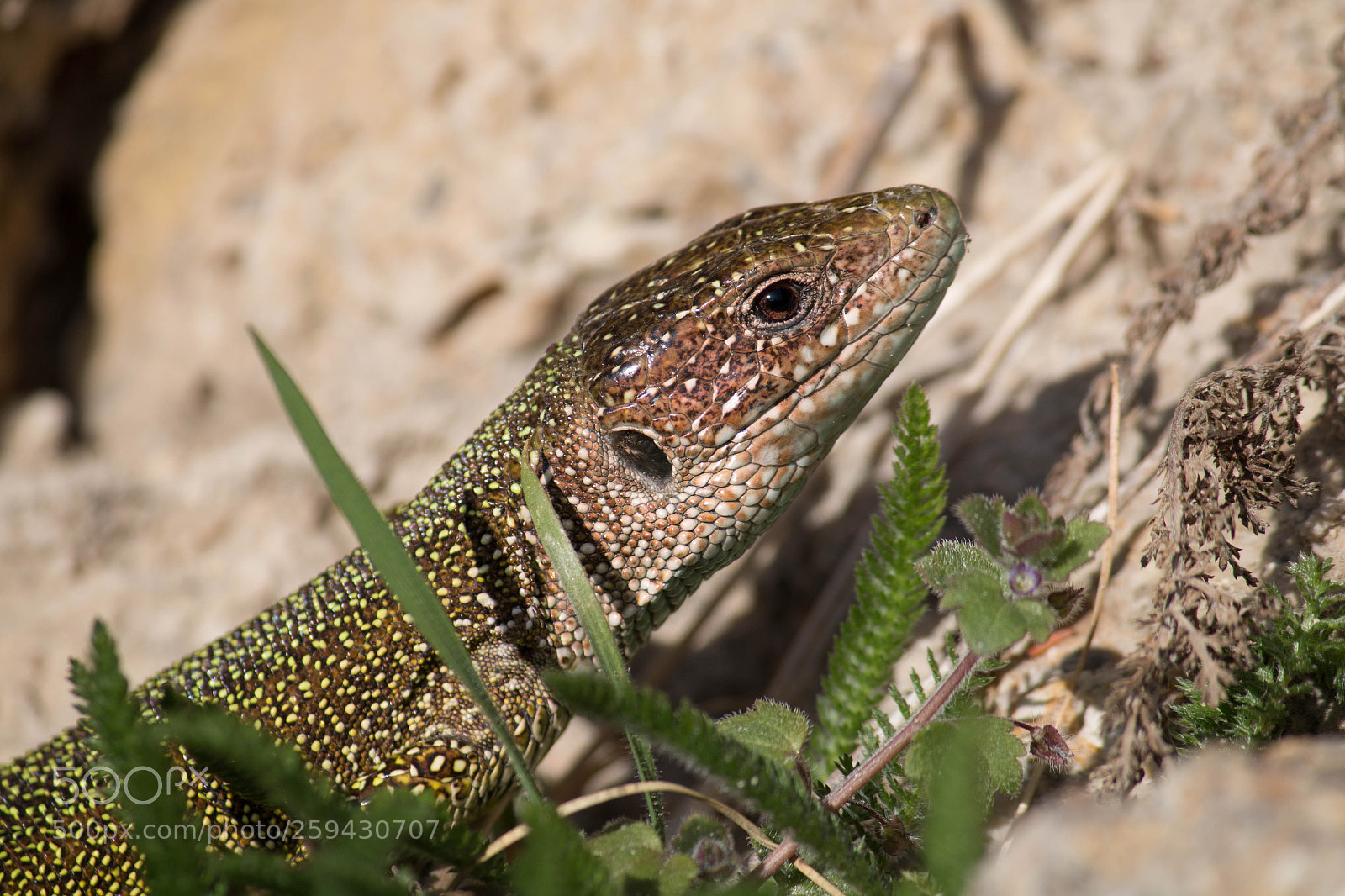 Canon EOS 70D sample photo. Smaragdeidechse photography