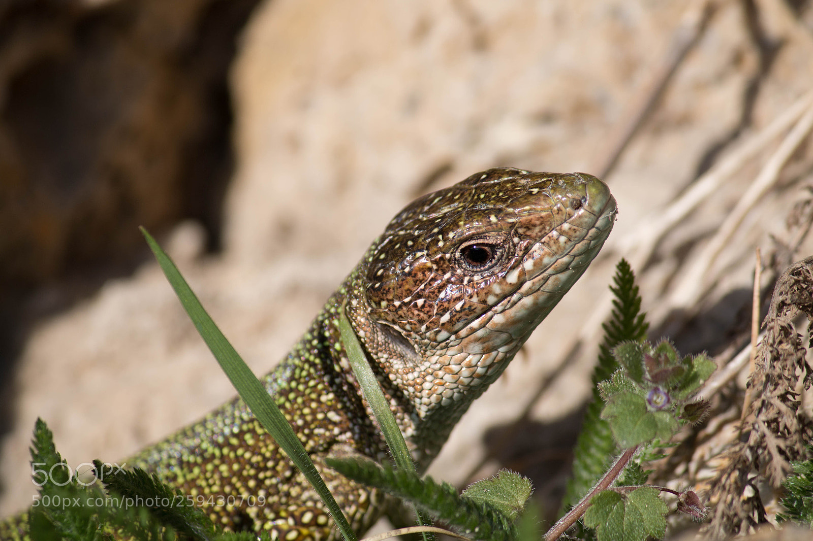 Canon EOS 70D sample photo. Smaragdeidechse photography