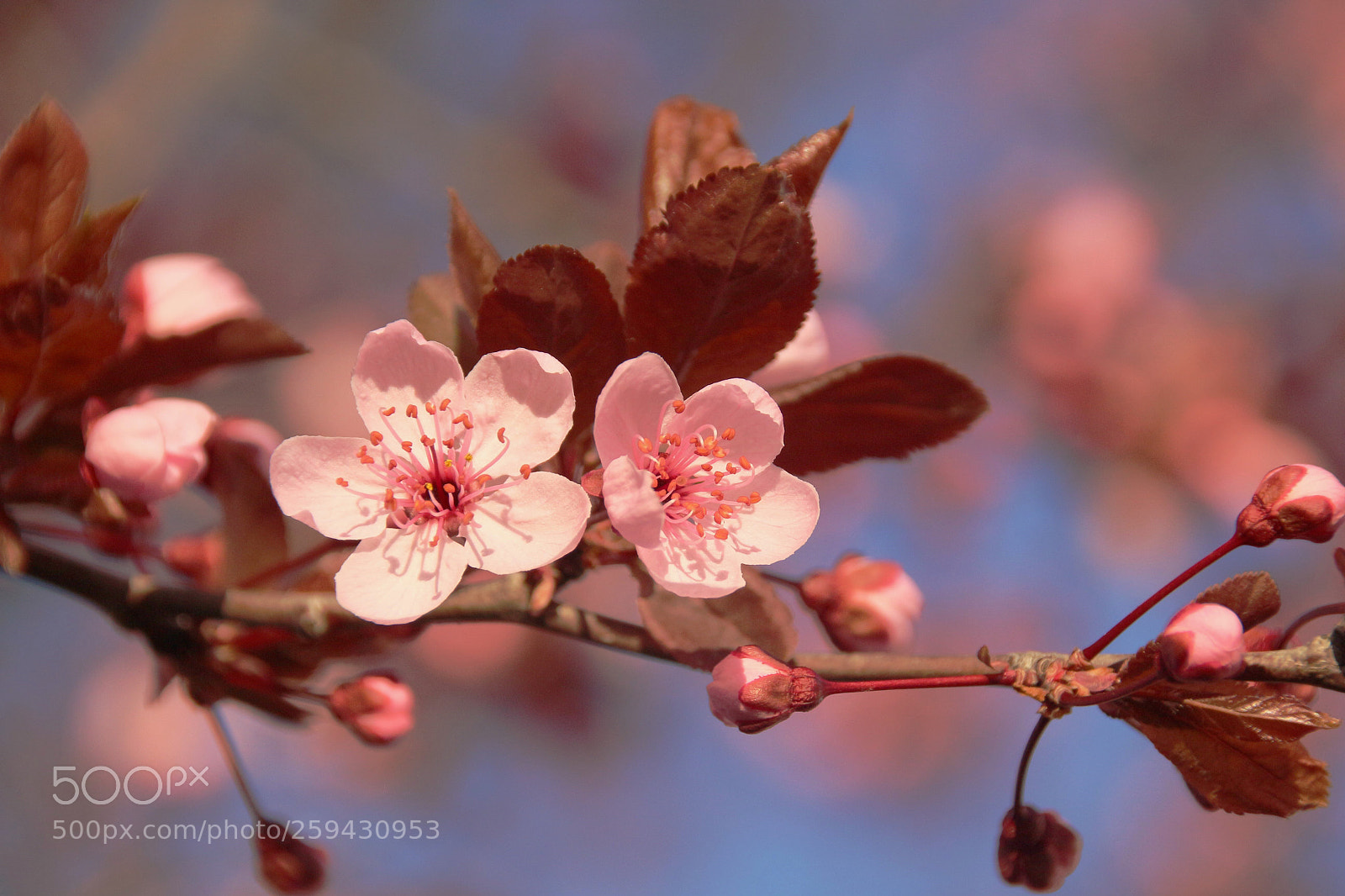 Canon EOS 100D (EOS Rebel SL1 / EOS Kiss X7) sample photo. Springtime................... photography