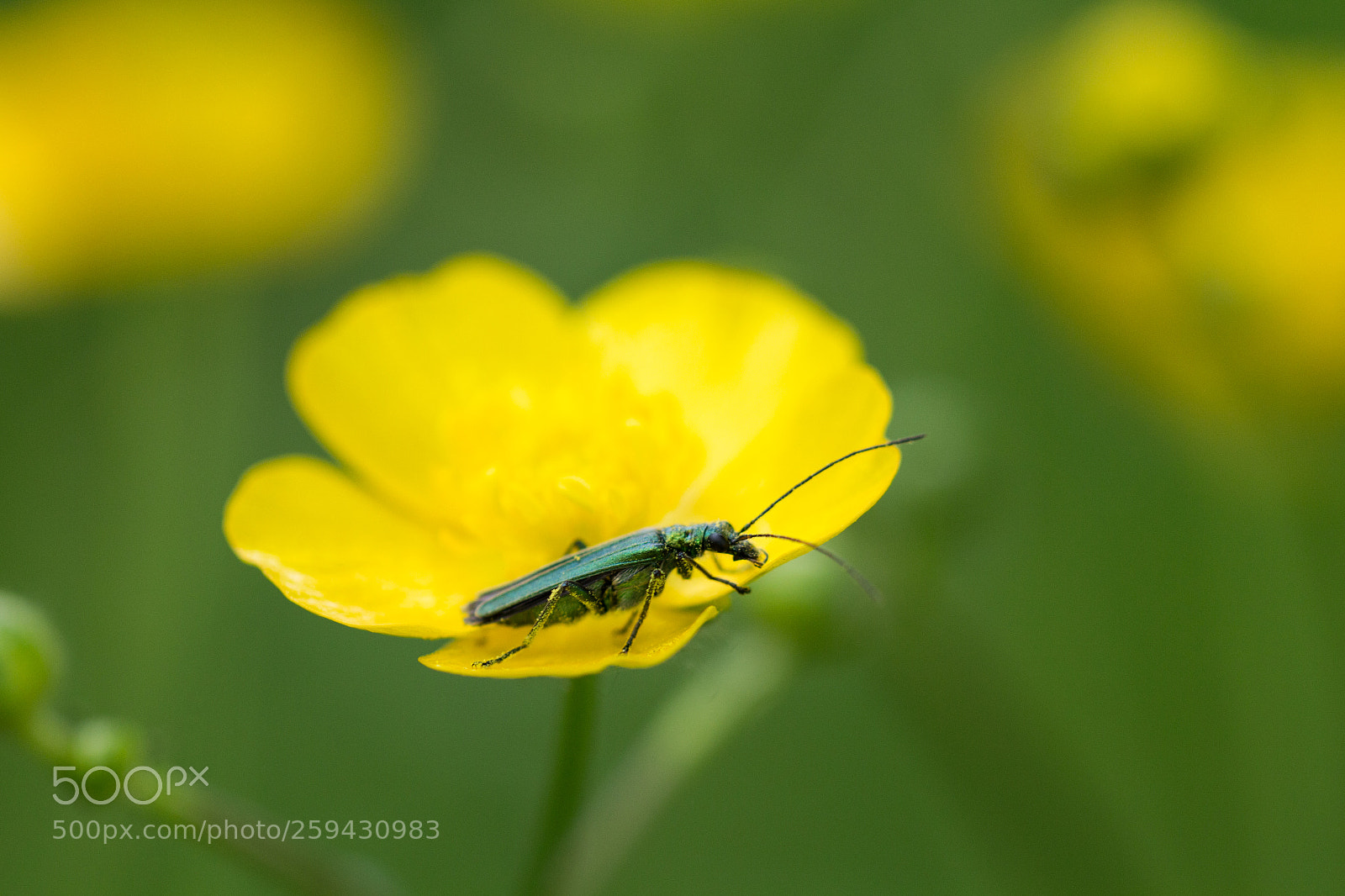 Canon EOS 700D (EOS Rebel T5i / EOS Kiss X7i) sample photo. Buttercup bug photography