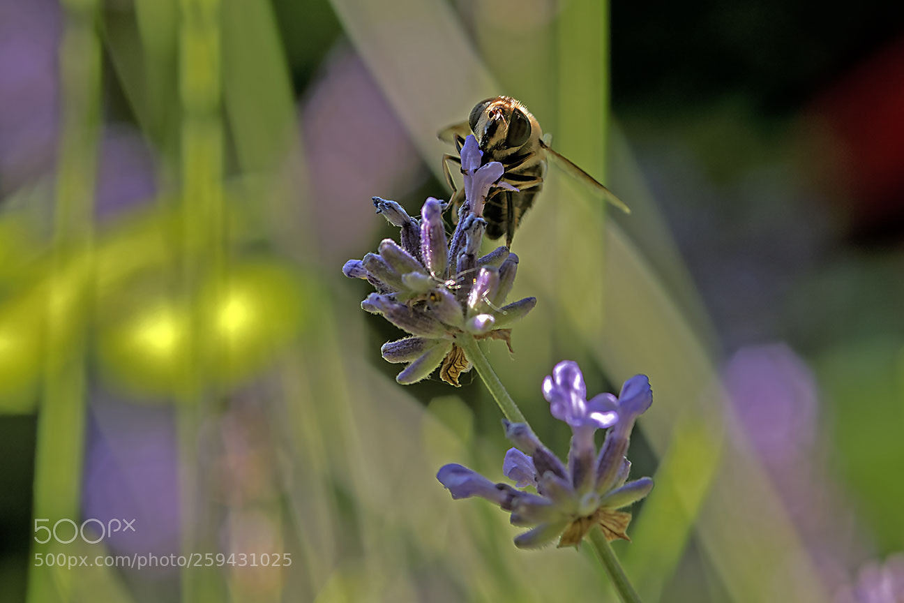 Nikon D810 sample photo. Bee photography