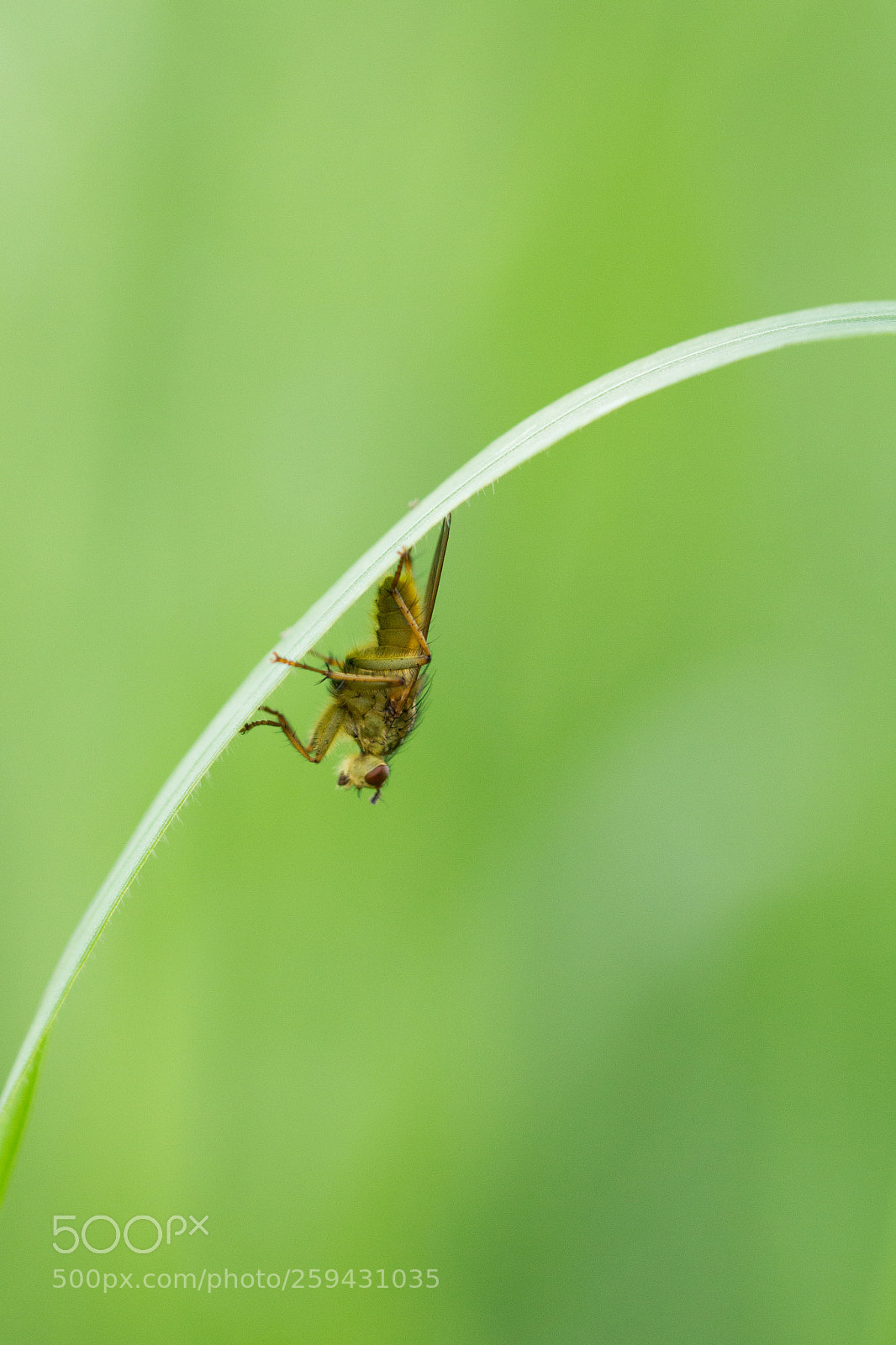 Canon EOS 700D (EOS Rebel T5i / EOS Kiss X7i) sample photo. Hiding place photography