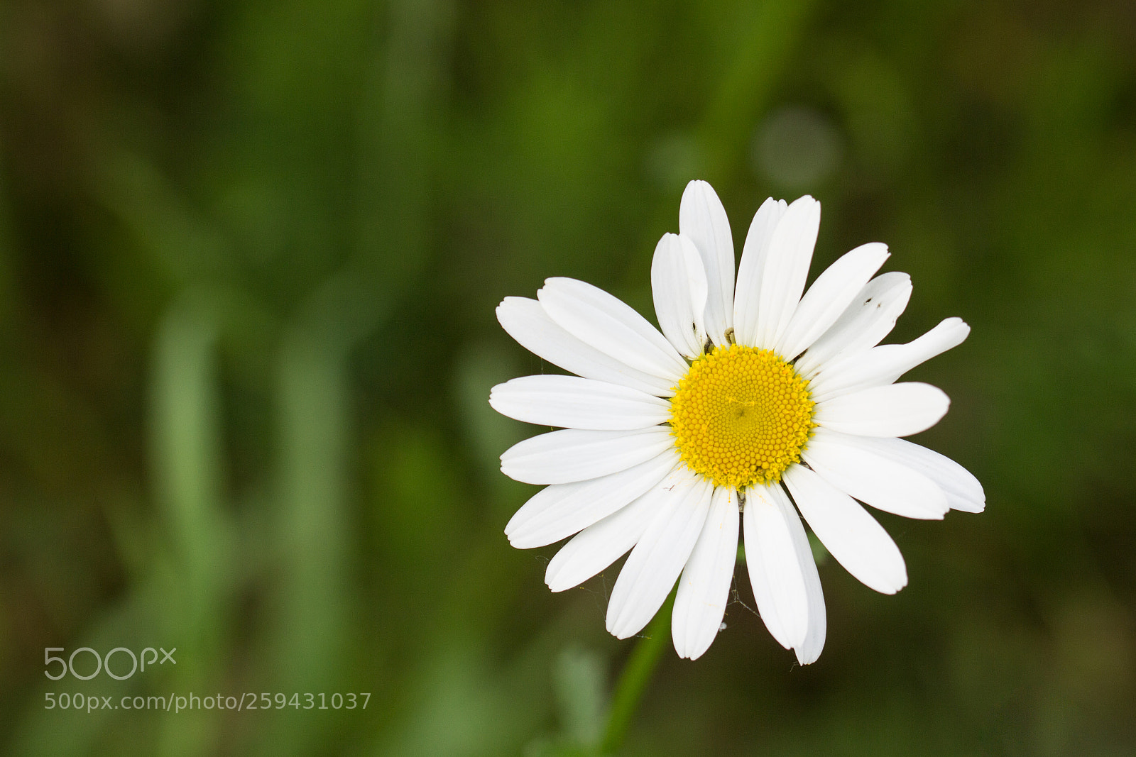 Canon EOS 700D (EOS Rebel T5i / EOS Kiss X7i) sample photo. Daisy flower photography
