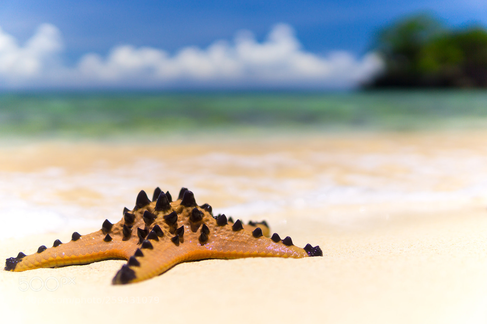 Sony a6000 sample photo. Starfish photography