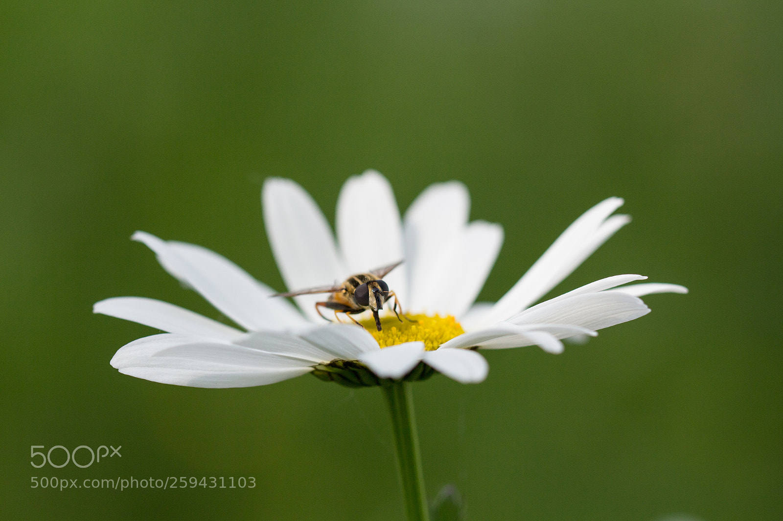 Canon EOS 700D (EOS Rebel T5i / EOS Kiss X7i) sample photo. Daisy bug photography