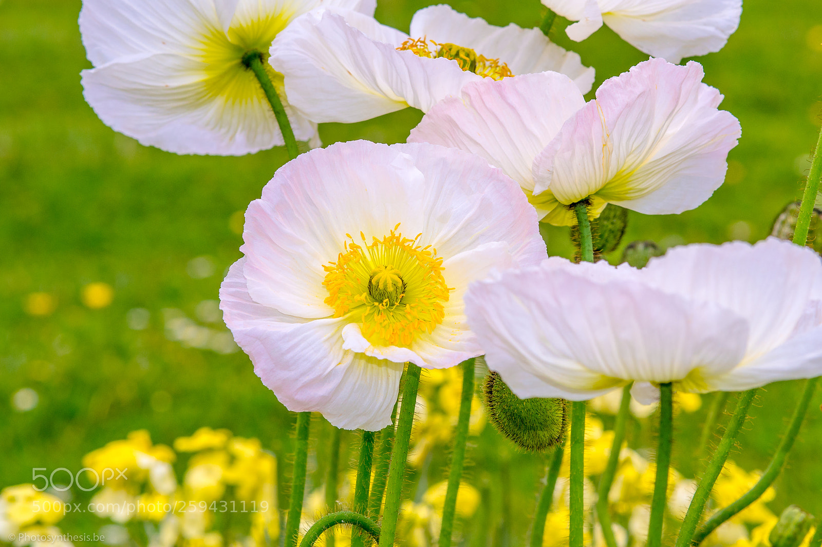 Olympus OM-D E-M5 sample photo. White poppy photography