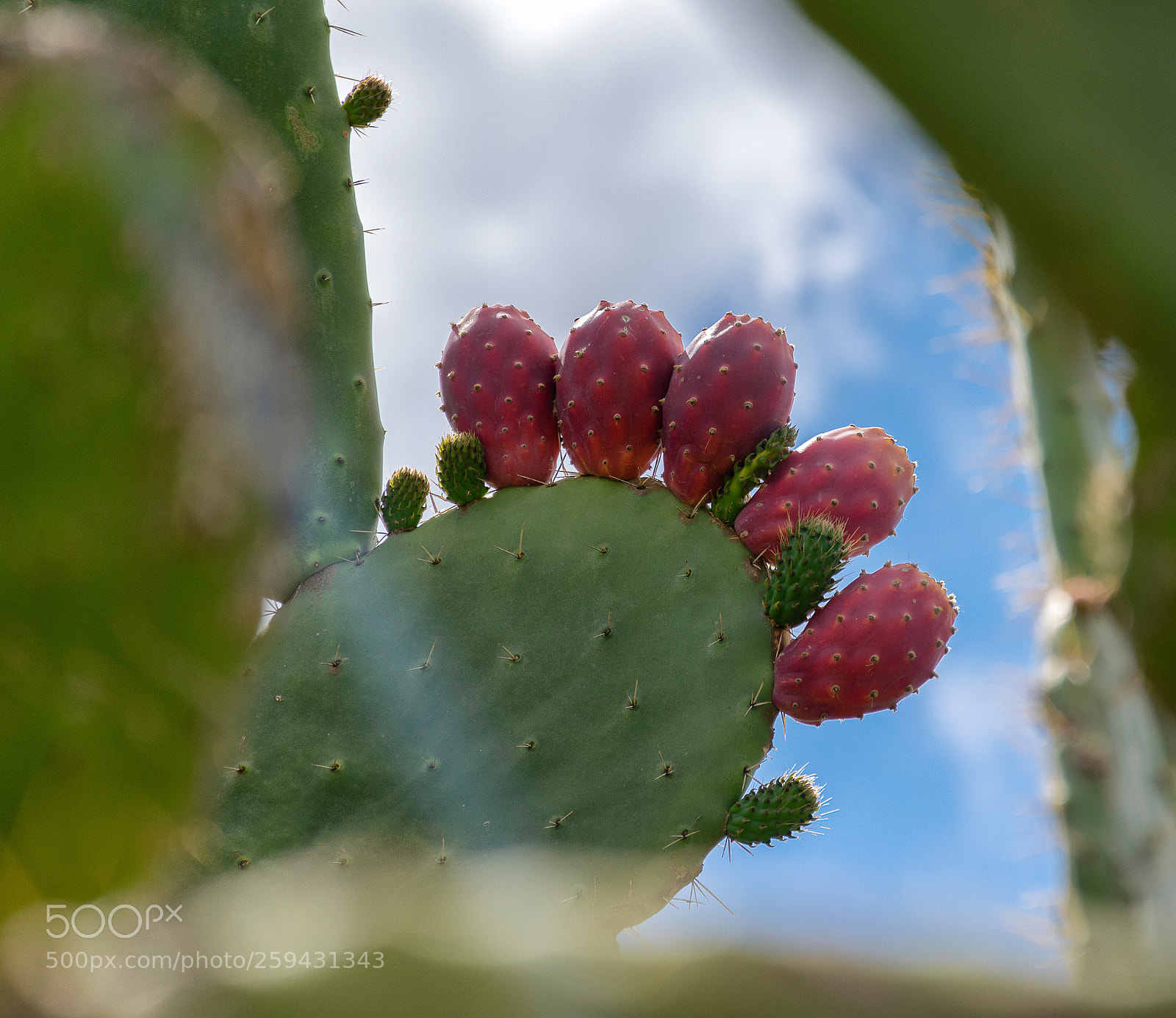 Nikon D5300 sample photo. Prickly pear photography