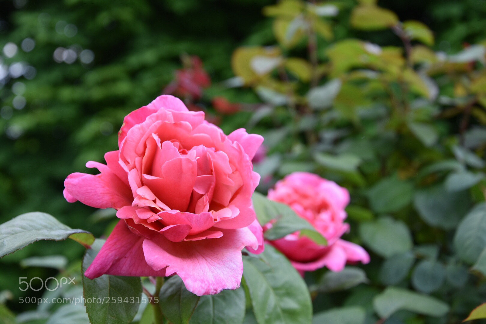 Nikon D3400 sample photo. Untitled photography