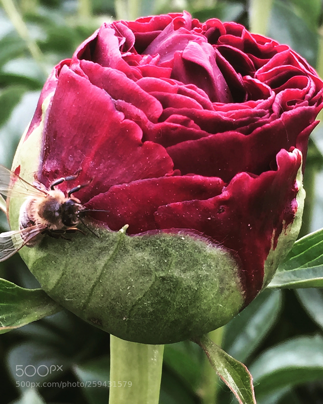 Apple iPhone 6 sample photo. Untitled photography