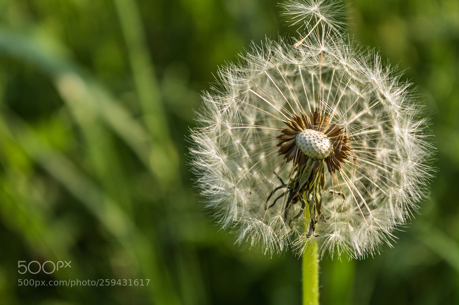 Canon EOS 750D (EOS Rebel T6i / EOS Kiss X8i) sample photo. Details in the garden photography