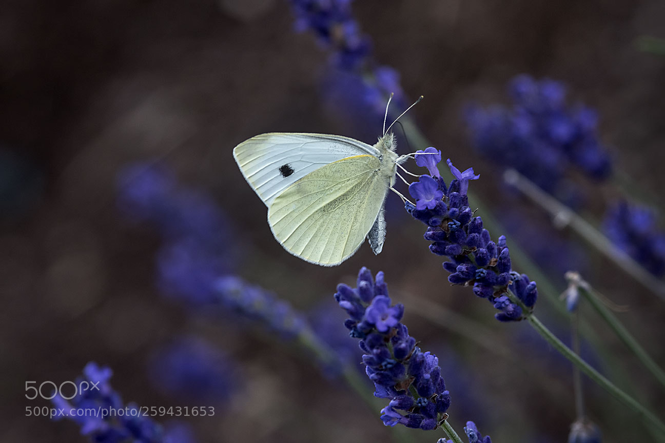 Nikon D810 sample photo. Butterfly photography