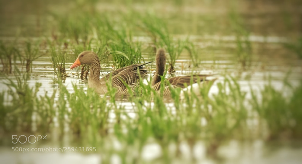 Nikon D500 sample photo. Couple d'oies sauvages photography