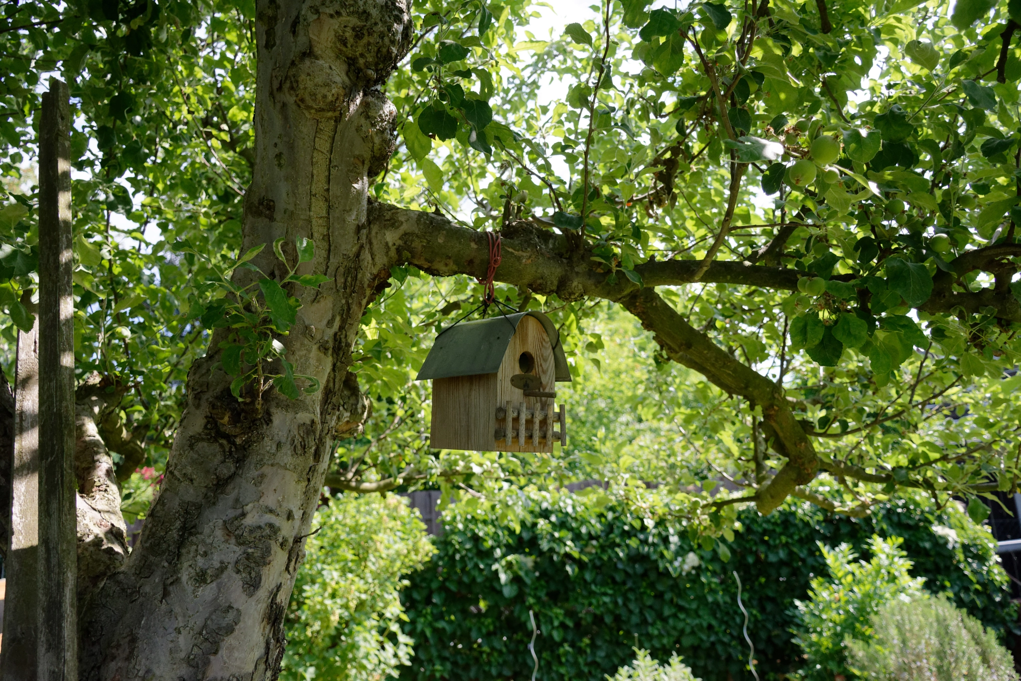 Nikon D7200 sample photo. Bird house photography