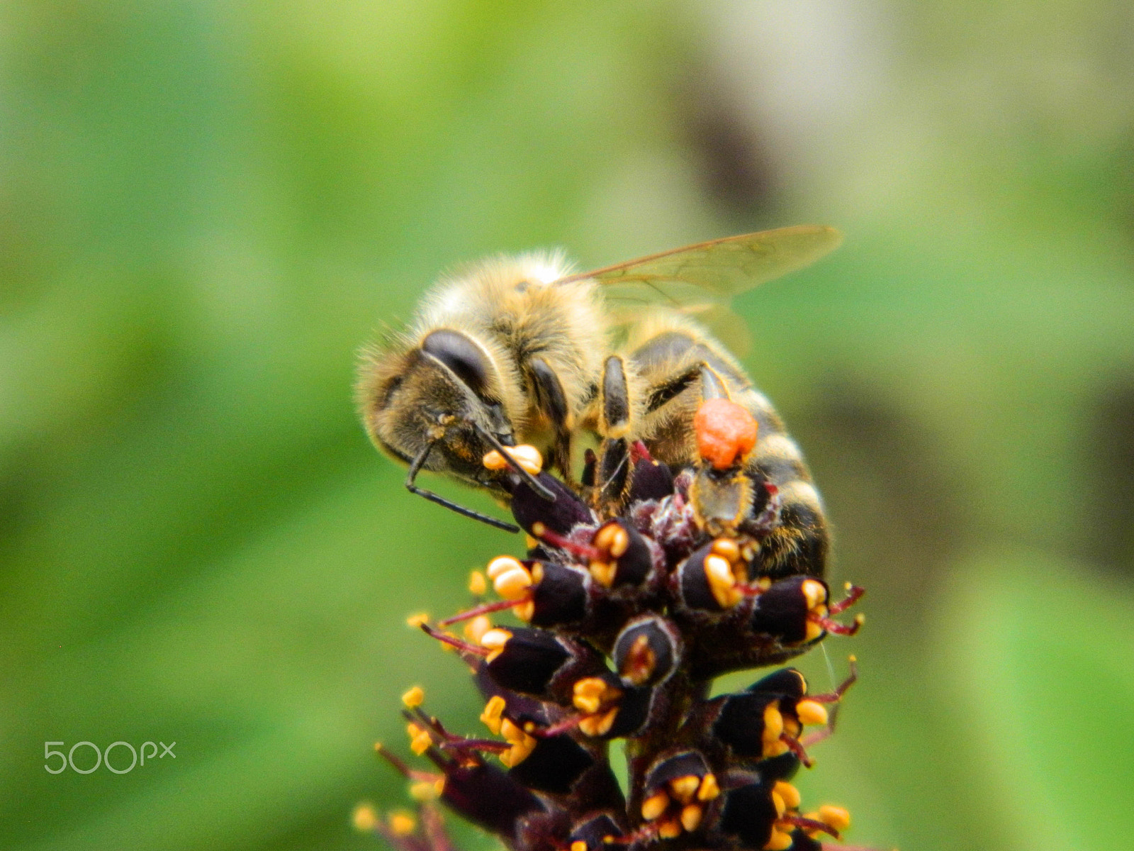 Nikon COOLPIX L310 sample photo. Bee photography