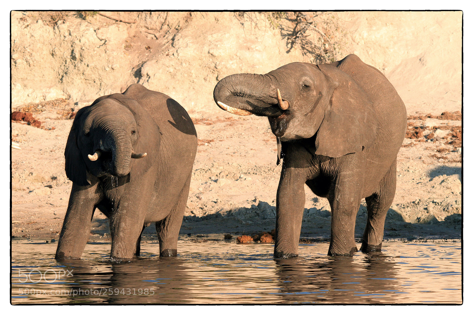 Canon EOS 7D sample photo. Chobe friends photography