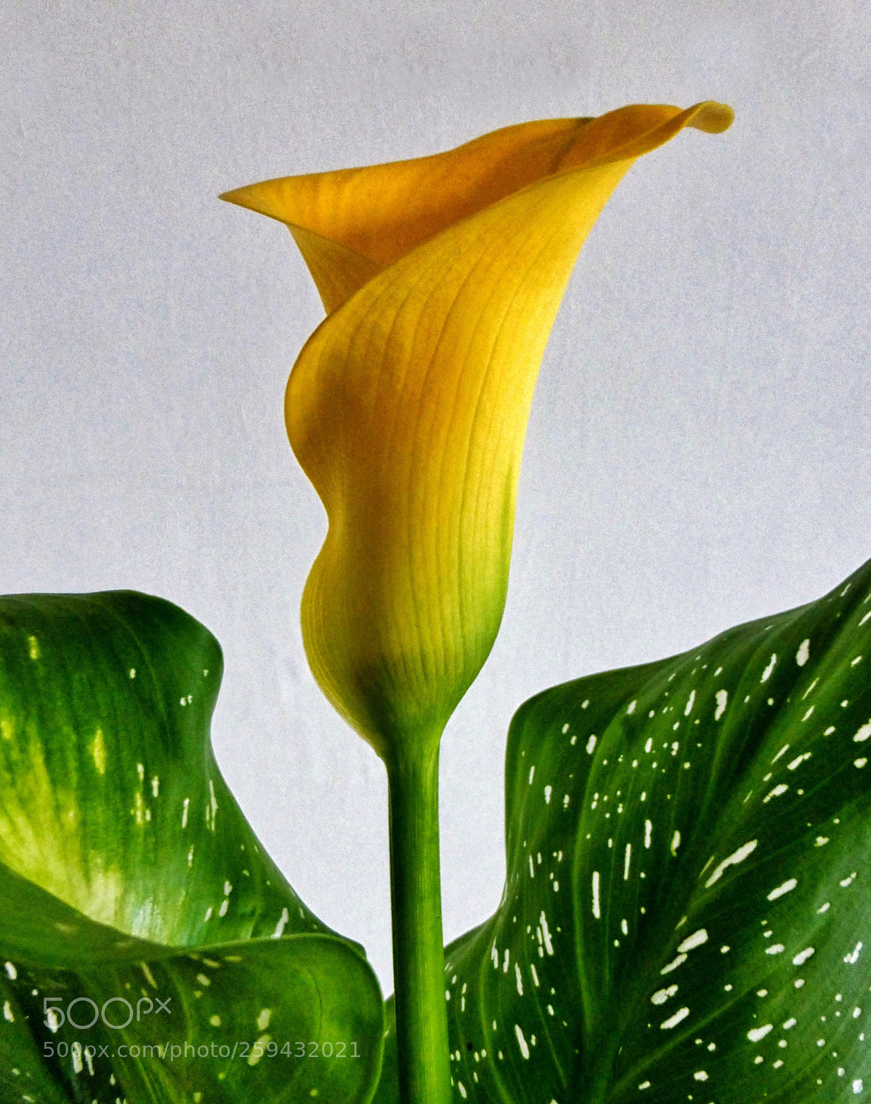 Panasonic Lumix DMC-ZS25 (Lumix DMC-TZ35) sample photo. Lily still life photography