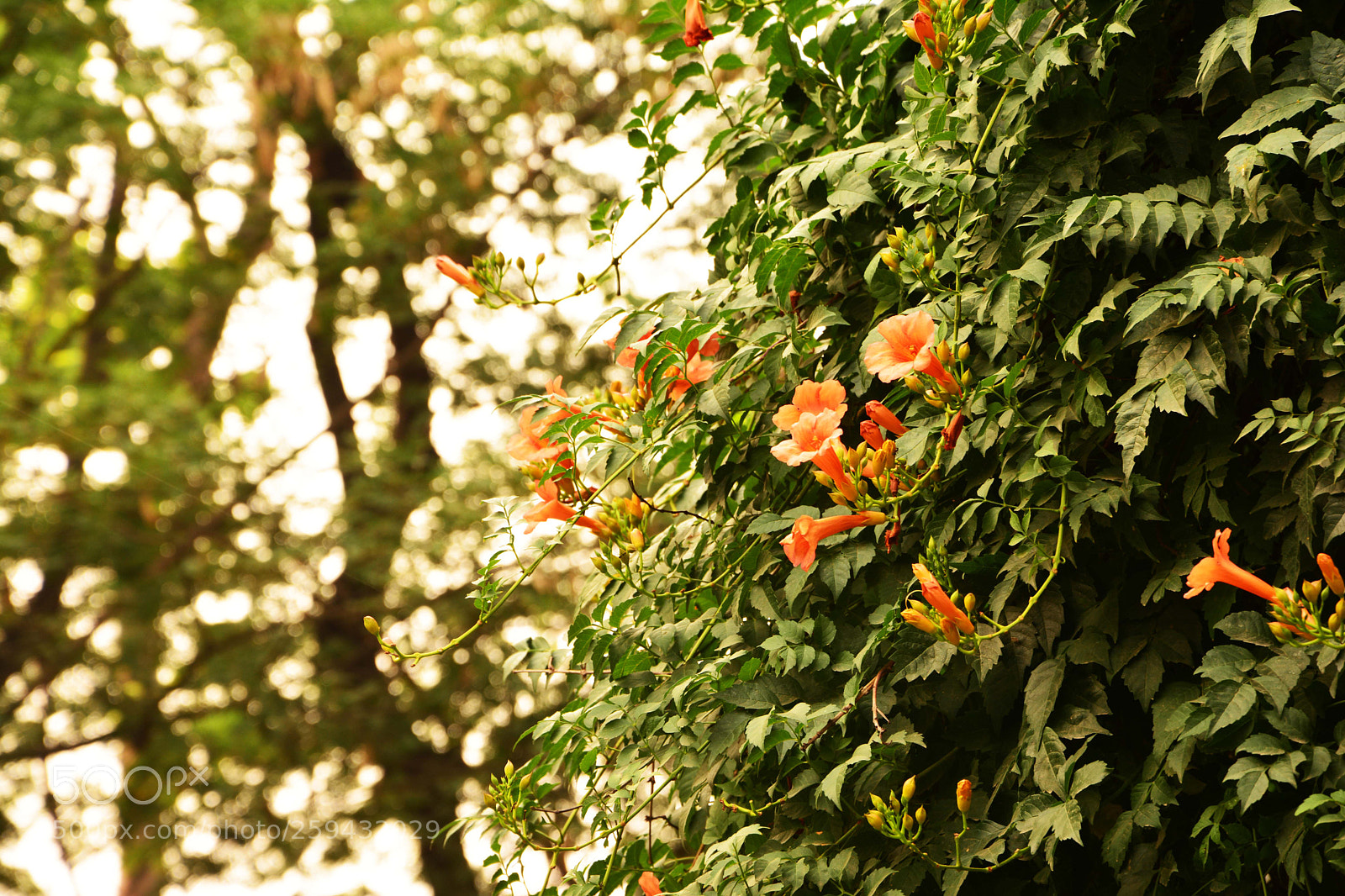 Nikon D7100 sample photo. Wildlife and nature photography