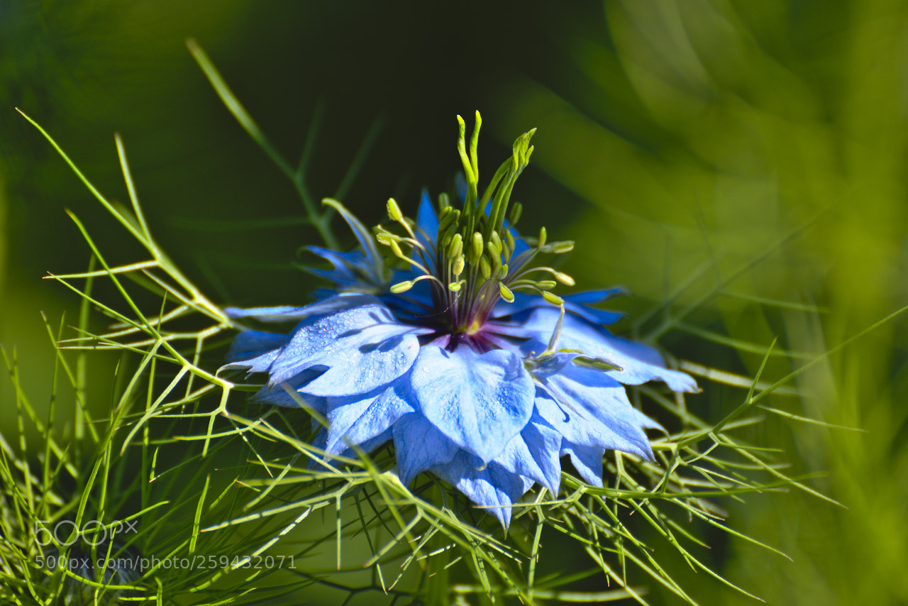 Nikon D5600 sample photo. Nigelle de damas photography