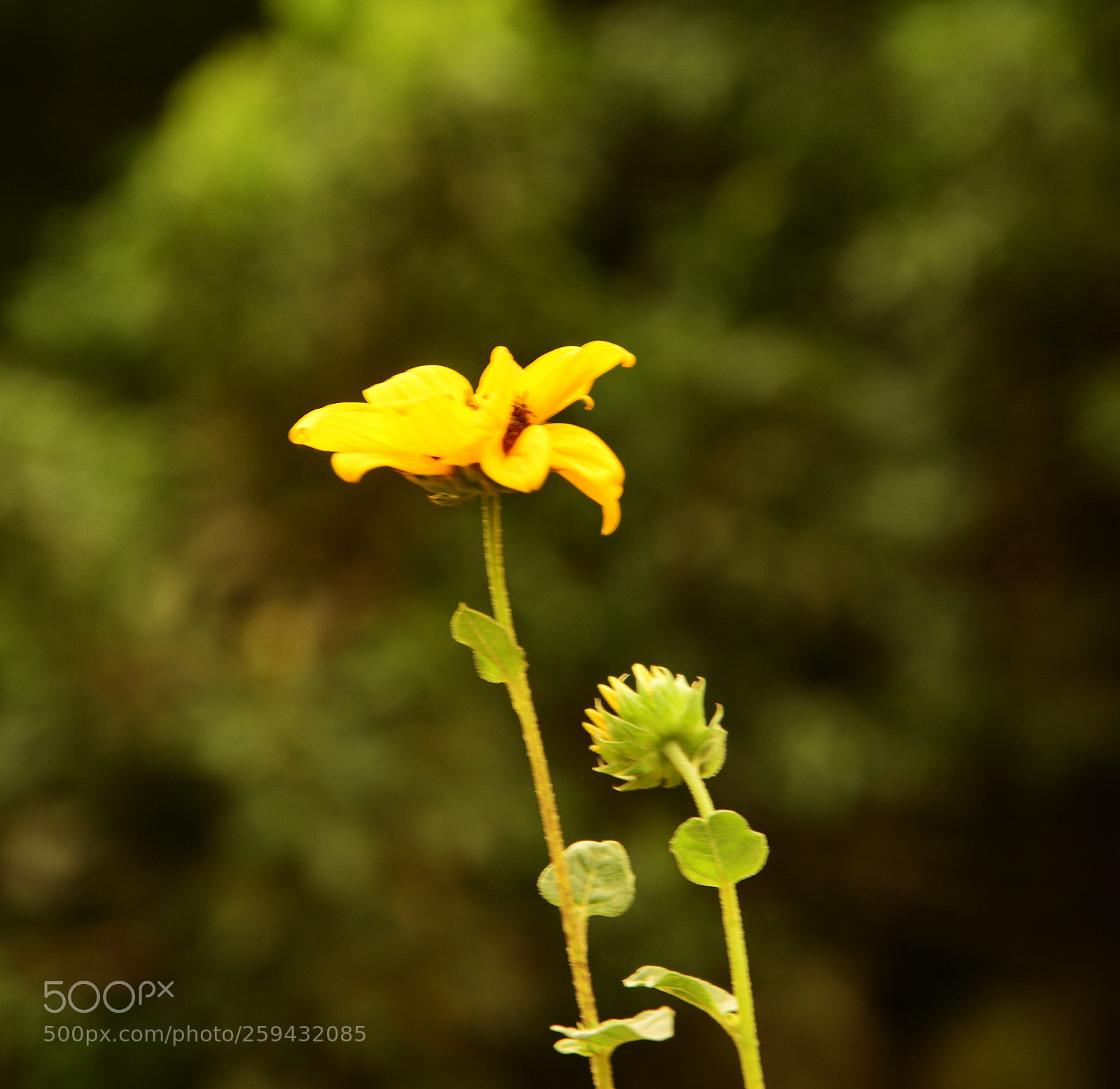 Nikon D7100 sample photo. Wildlife and nature photography