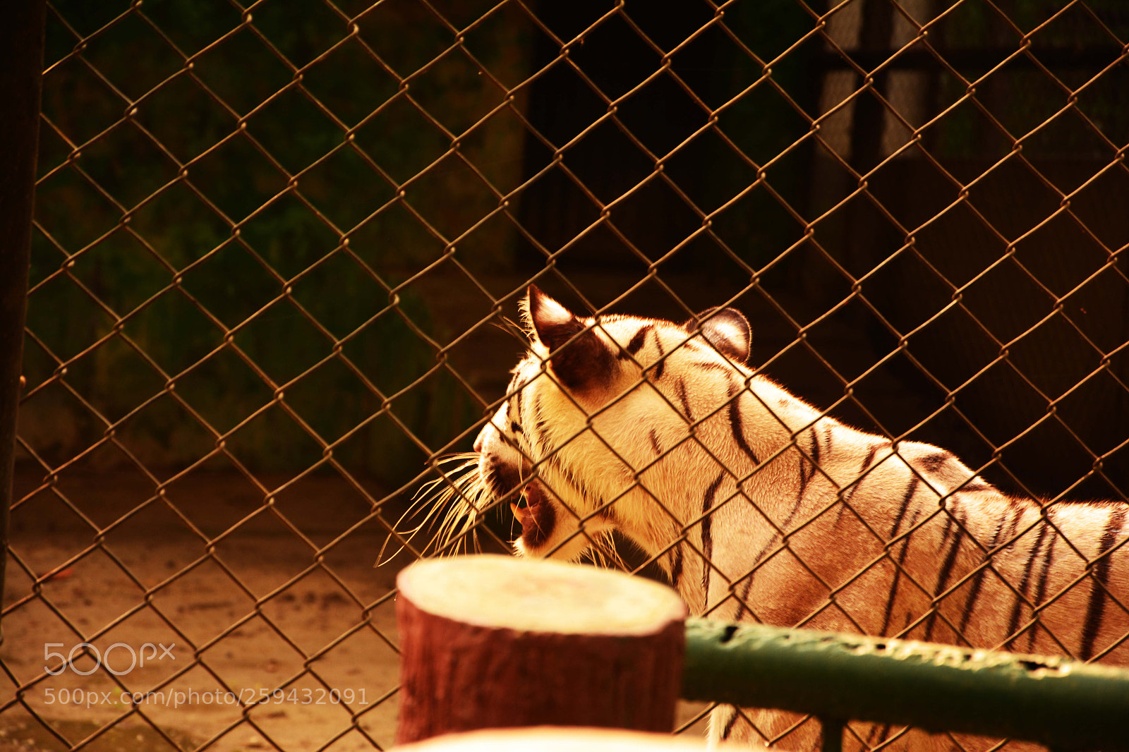 Nikon D7100 sample photo. Wildlife and nature photography