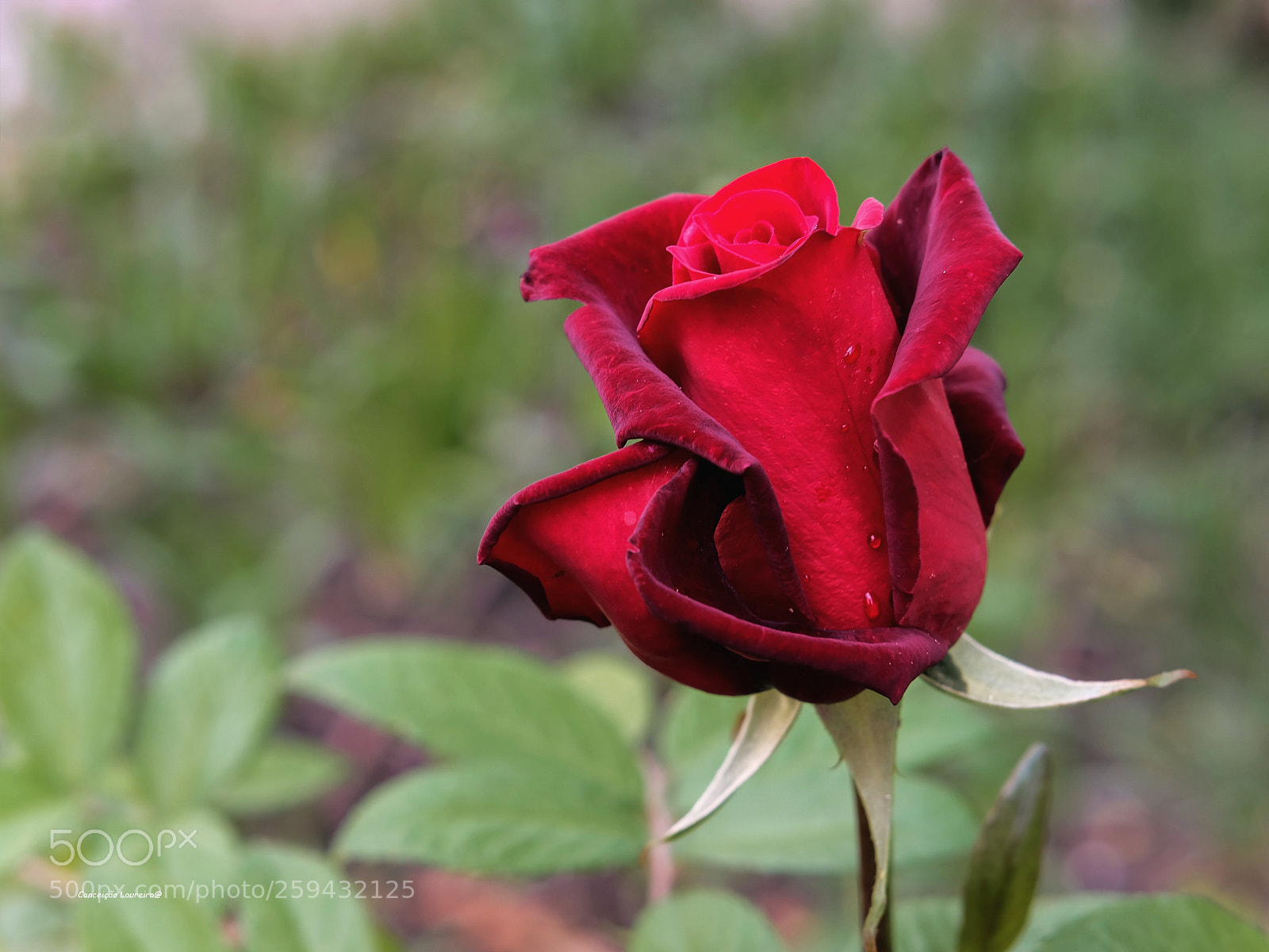 Fujifilm X-T20 sample photo. Rose photography