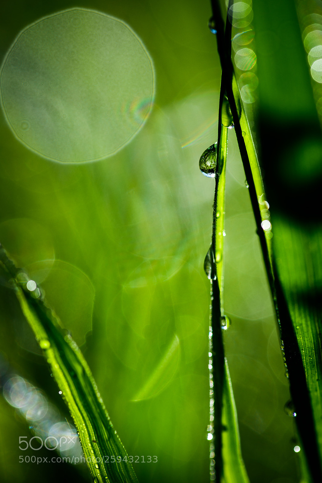 Nikon D750 sample photo. Morning dew photography