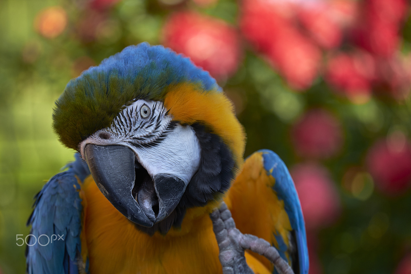 Fujifilm XF 55-200mm F3.5-4.8 R LM OIS sample photo. Blue and gold macaw photography