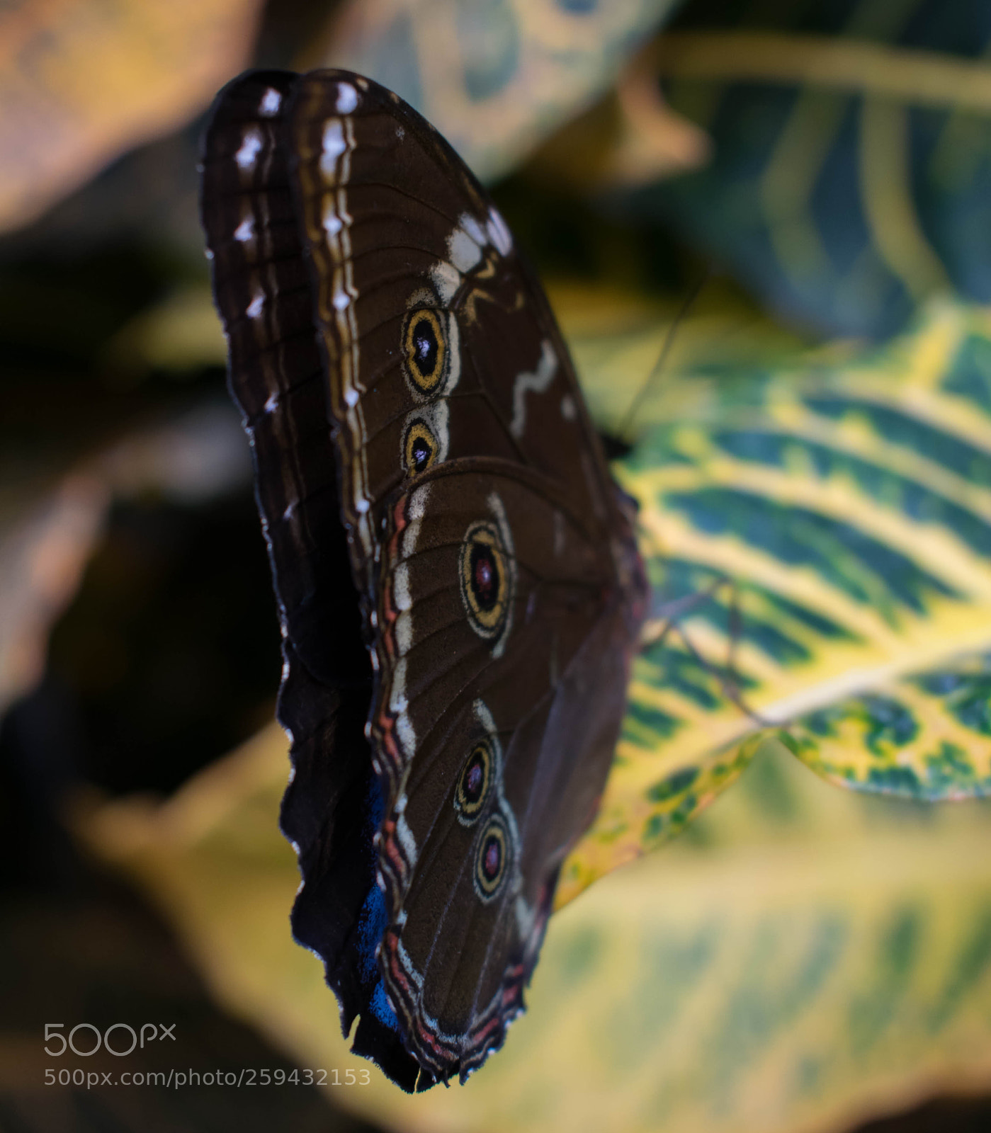 Nikon D5300 sample photo. Butterfly photography