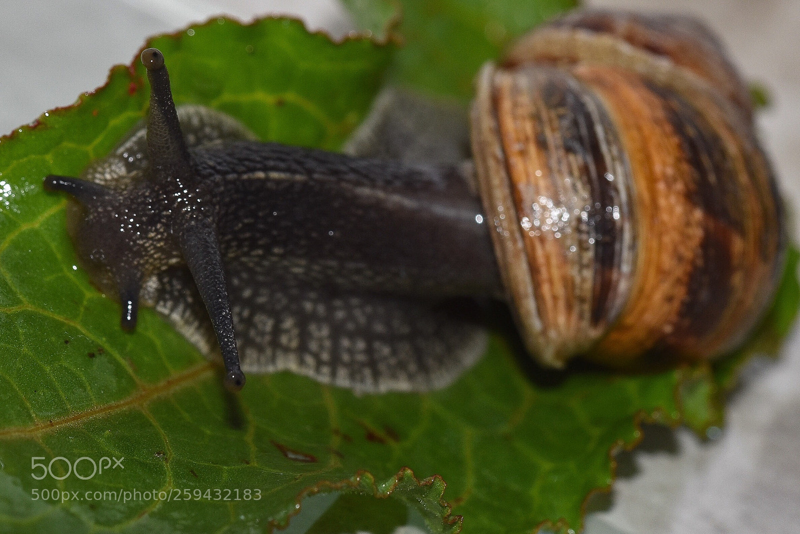 Nikon D7200 sample photo. The fastest snail in photography