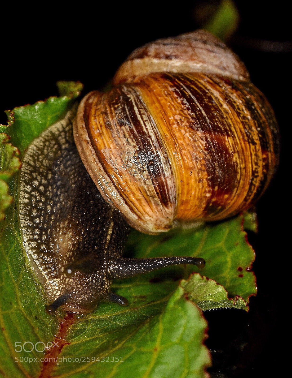 Nikon D7200 sample photo. Fastest snail in north photography