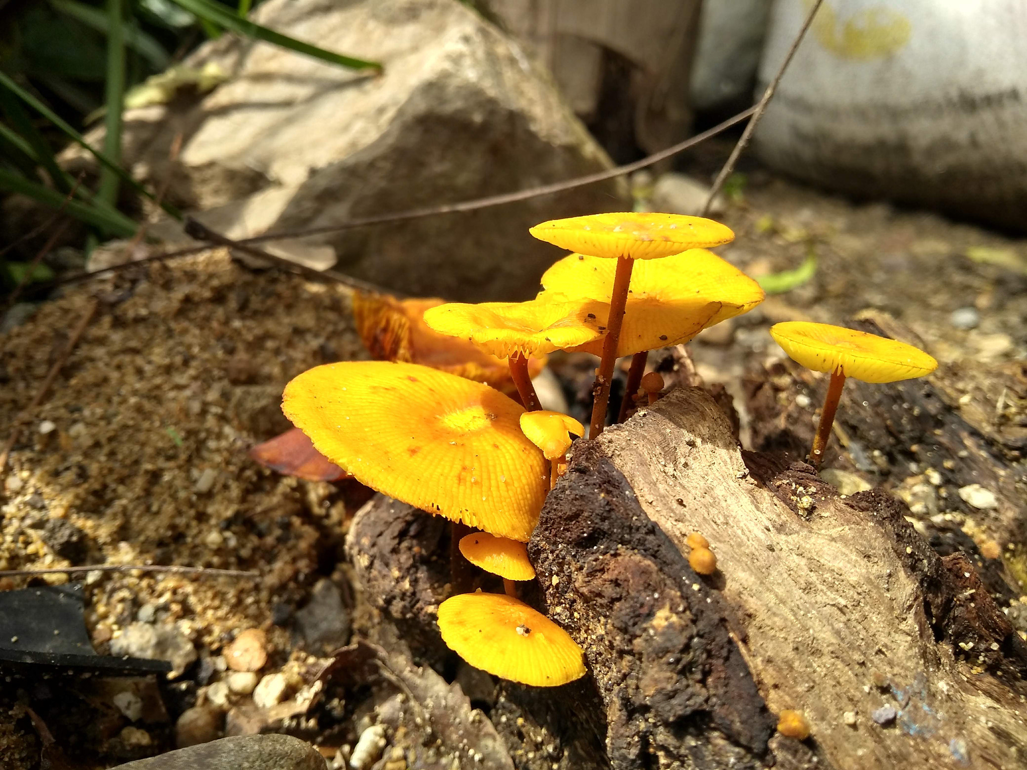 Motorola Moto G (5S) Plus sample photo. Little things ii. photography